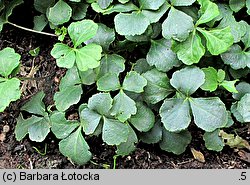 Cardamine trifolia (rzeżucha trójlistkowa)