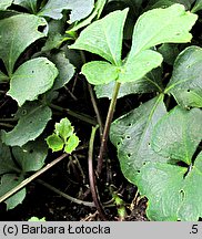 Cardamine trifolia (rzeżucha trójlistkowa)