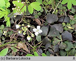 Cardamine trifolia (rzeżucha trójlistkowa)