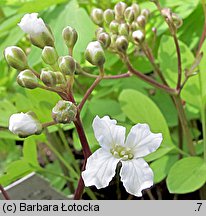 Cardamine trifolia (rzeżucha trójlistkowa)