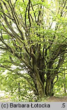 Carpinus betulus (grab pospolity)