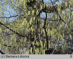 Carpinus betulus (grab pospolity)