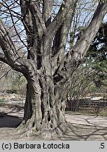 Carpinus betulus (grab pospolity)