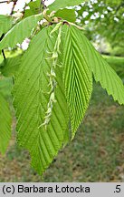 Carpinus betulus (grab pospolity)