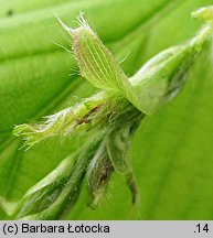 Carpinus betulus (grab pospolity)