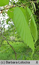 Carpinus betulus (grab pospolity)