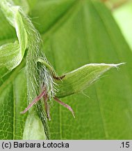 Carpinus betulus (grab pospolity)