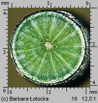 Carpinus betulus (grab pospolity)