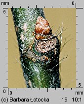 Carpinus betulus (grab pospolity)