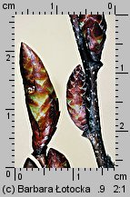 Carpinus betulus (grab pospolity)