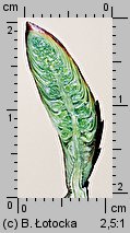 Carpinus betulus (grab pospolity)