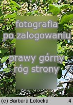 Catalpa ovata (surmia żółtokwiatowa)