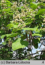 Catalpa ovata (surmia żółtokwiatowa)