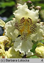 Catalpa ovata (surmia żółtokwiatowa)