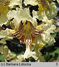 Catalpa ovata (surmia żółtokwiatowa)