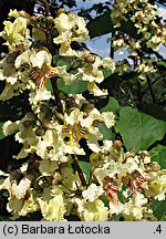 Catalpa ovata (surmia żółtokwiatowa)