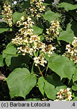 Catalpa ovata (surmia żółtokwiatowa)