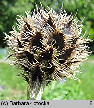 Centaurea kotschyana (chaber Kotschyego)