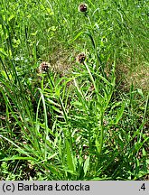 Centaurea kotschyana (chaber Kotschyego)