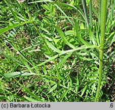 Centaurea kotschyana (chaber Kotschyego)