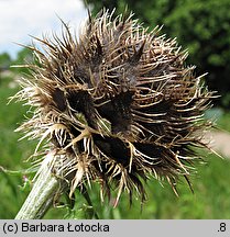 Centaurea kotschyana (chaber Kotschyego)