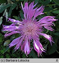 Centaurea bella (chaber nadobny)