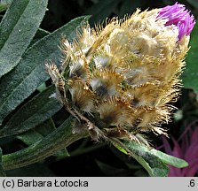 Centaurea bella (chaber nadobny)