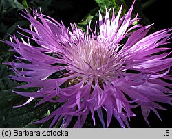 Centaurea bella (chaber nadobny)