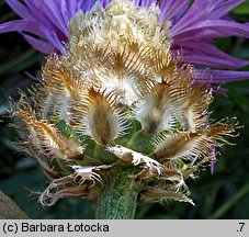 Centaurea bella (chaber nadobny)