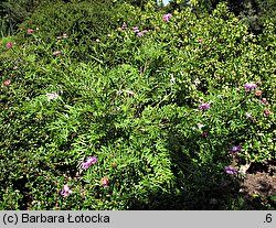 Centaurea bella (chaber nadobny)