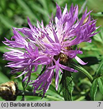 Centaurea bella (chaber nadobny)