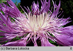 Centaurea bella (chaber nadobny)