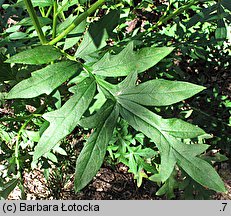 Centaurea bella (chaber nadobny)