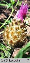 Centaurea bella (chaber nadobny)