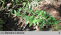 Centaurea bella (chaber nadobny)