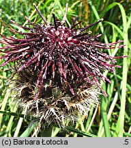 Centaurea kotschyana (chaber Kotschyego)