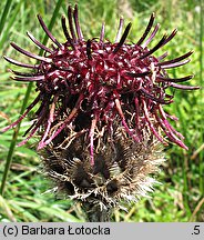 Centaurea kotschyana (chaber Kotschyego)