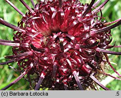 Centaurea kotschyana (chaber Kotschyego)