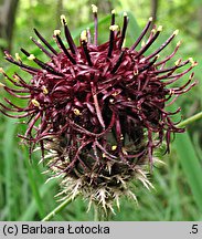 Centaurea kotschyana (chaber Kotschyego)