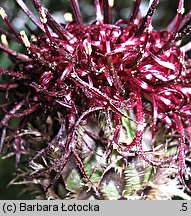 Centaurea kotschyana (chaber Kotschyego)