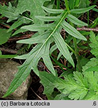 Centaurea kotschyana (chaber Kotschyego)