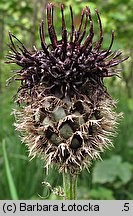 Centaurea kotschyana (chaber Kotschyego)