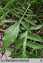 Centaurea kotschyana (chaber Kotschyego)