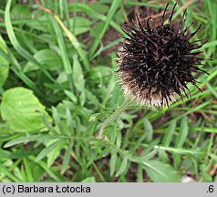 Centaurea kotschyana (chaber Kotschyego)