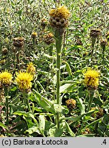 Centaurea macrocephala (chaber wielkogłówkowy)