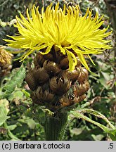 Centaurea macrocephala (chaber wielkogłówkowy)