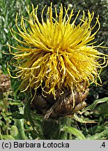 Centaurea macrocephala (chaber wielkogłówkowy)