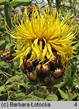 Centaurea macrocephala (chaber wielkogłówkowy)