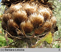 Centaurea macrocephala (chaber wielkogłówkowy)