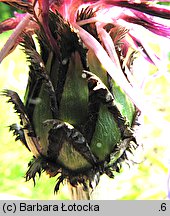 Centaurea mollis (chaber miękkowłosy)